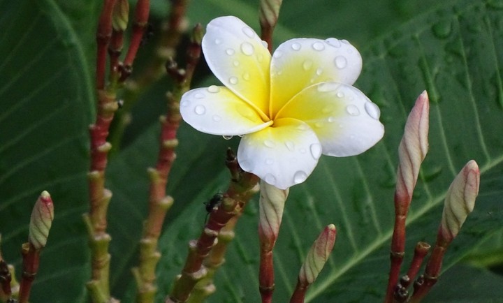 flower