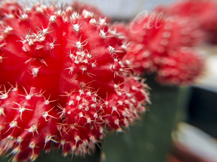 Red.... Nice macro