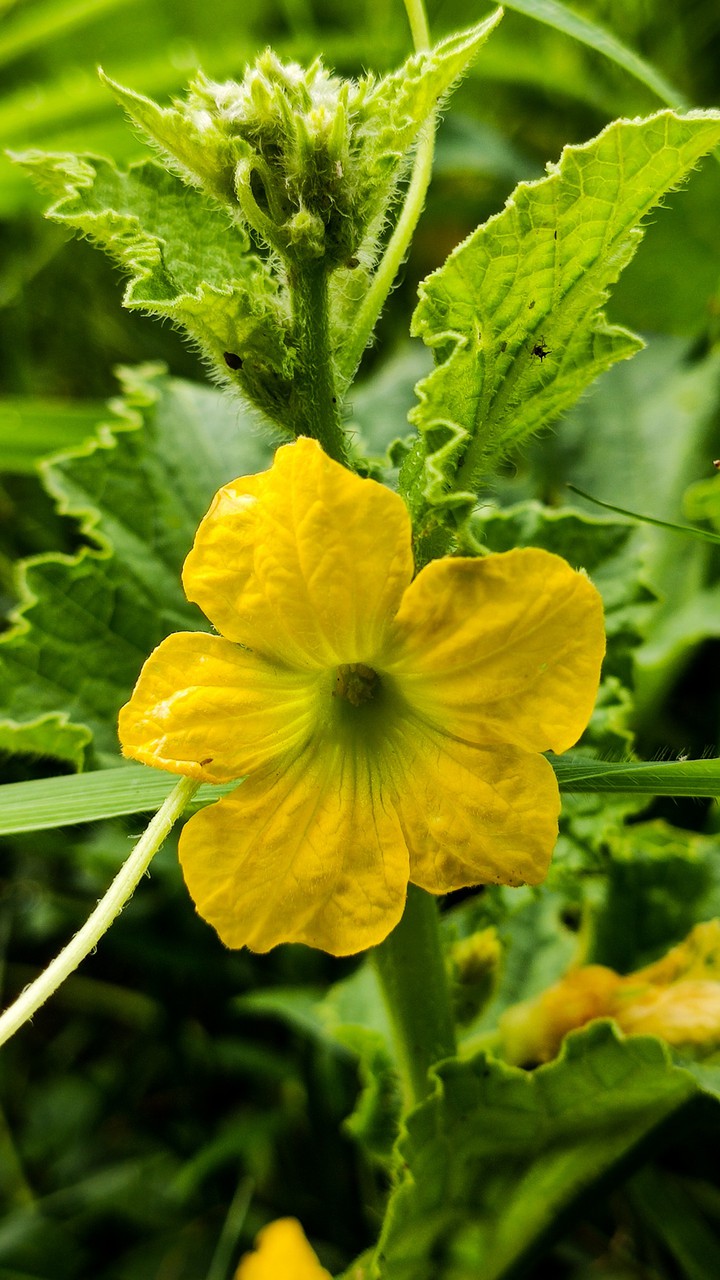 yellow flower