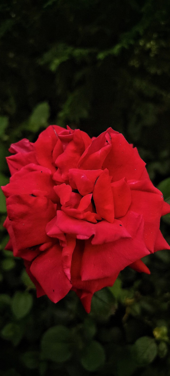 Red Rose?