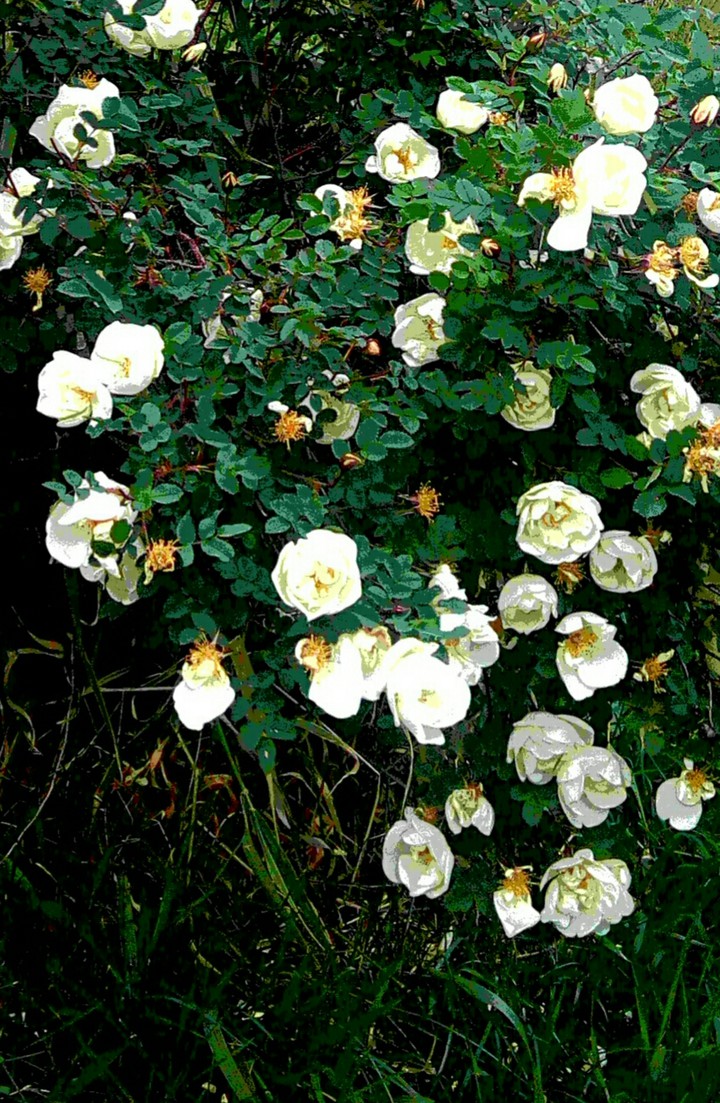 :-) :-)  wild roses :-)