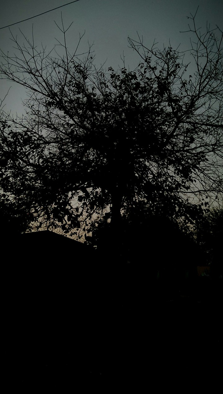 #TREE