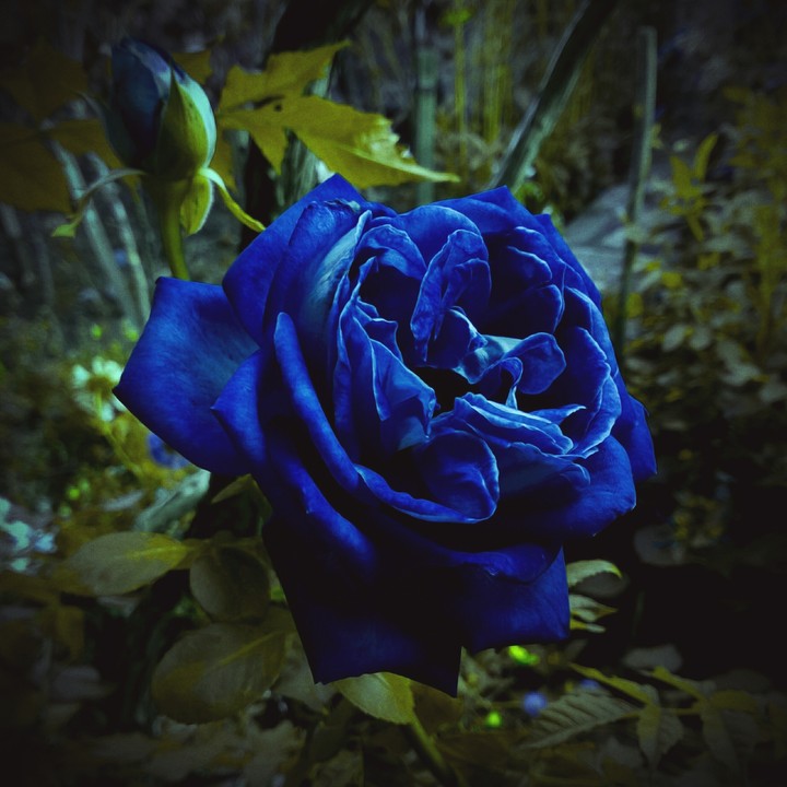 Blue Rose