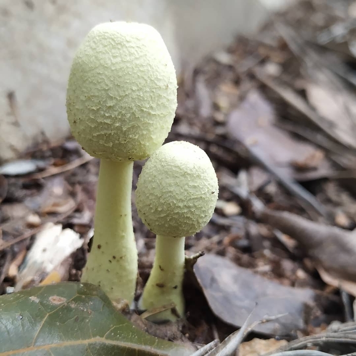wild mushroom