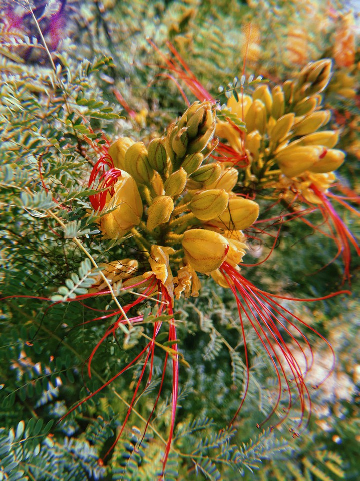 special flower