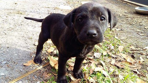 Dog