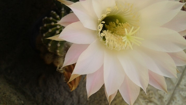 Cactus flower