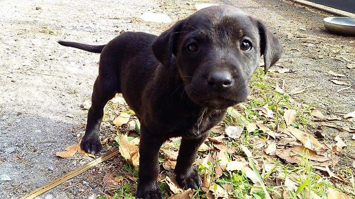 Dog