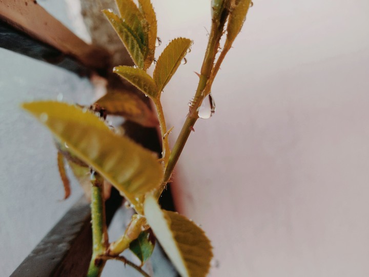 Water drop