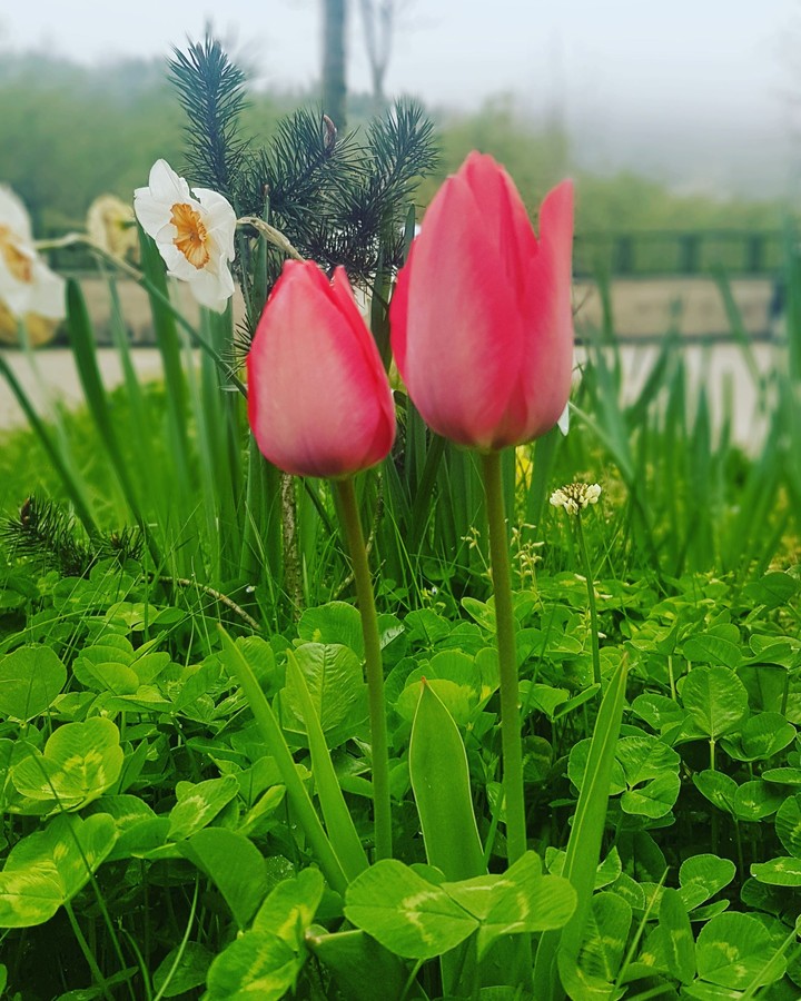 Tulips