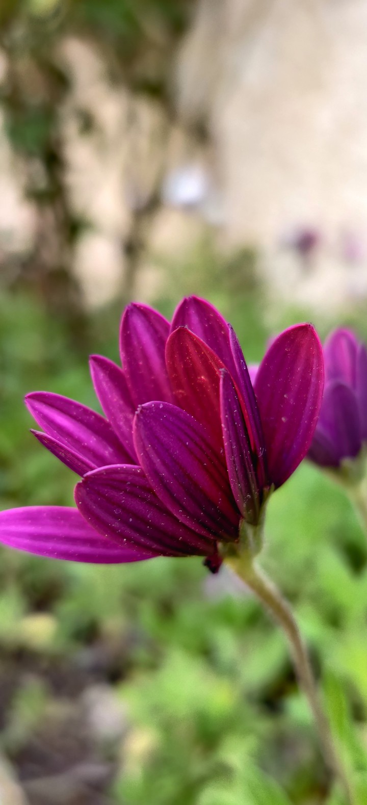 Gorgeous daisy