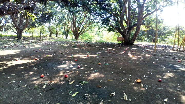 caída