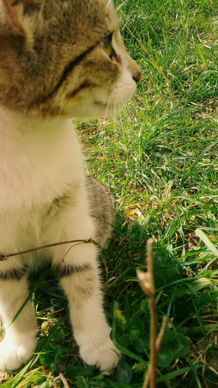 котик