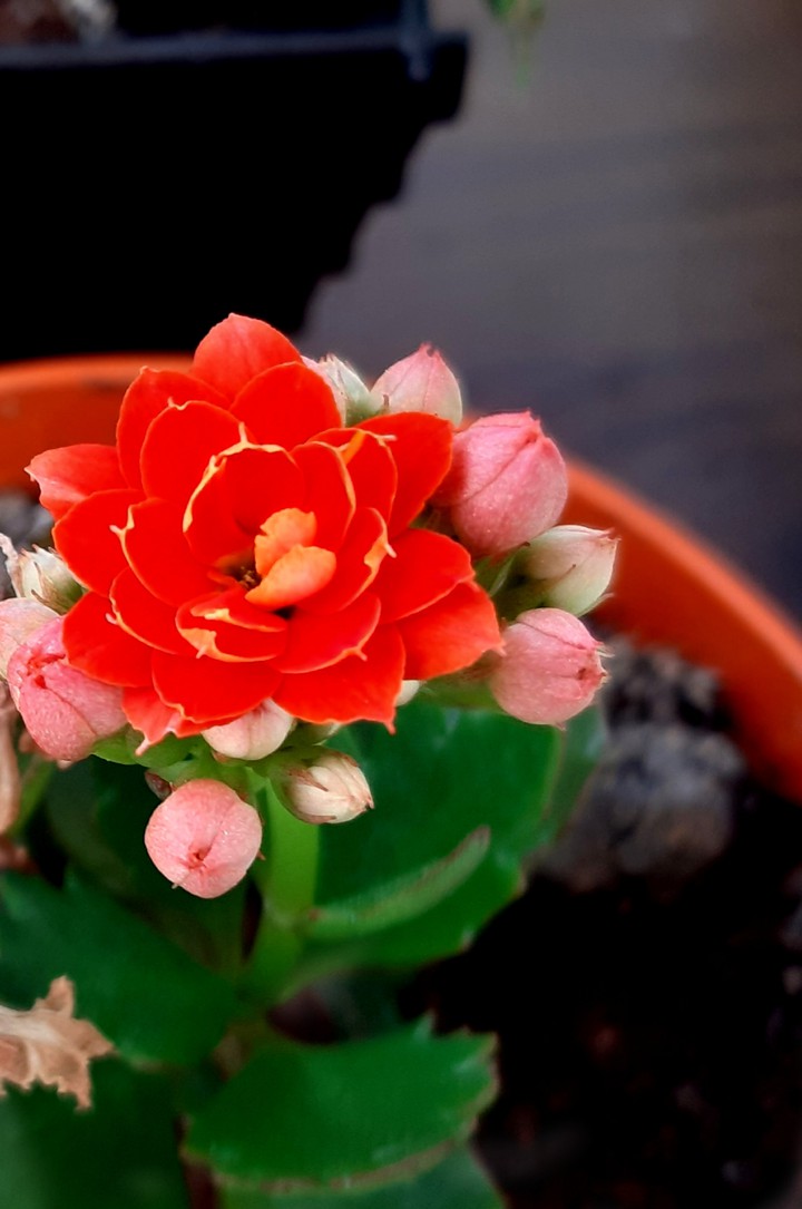 flower