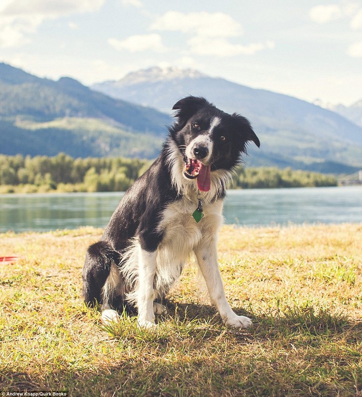 Because There Is No Better Dog