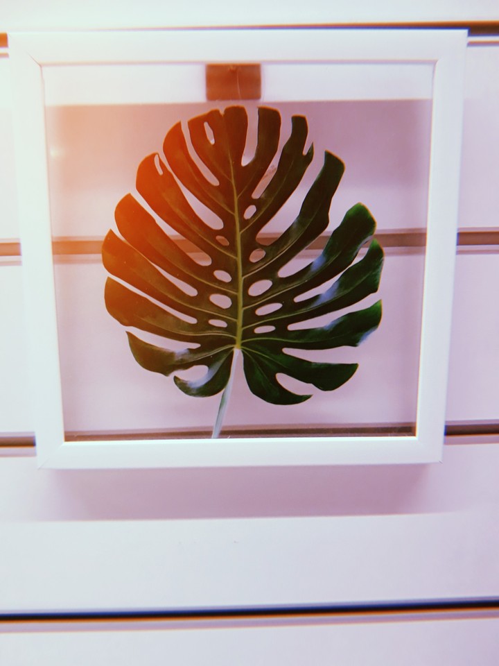leaf