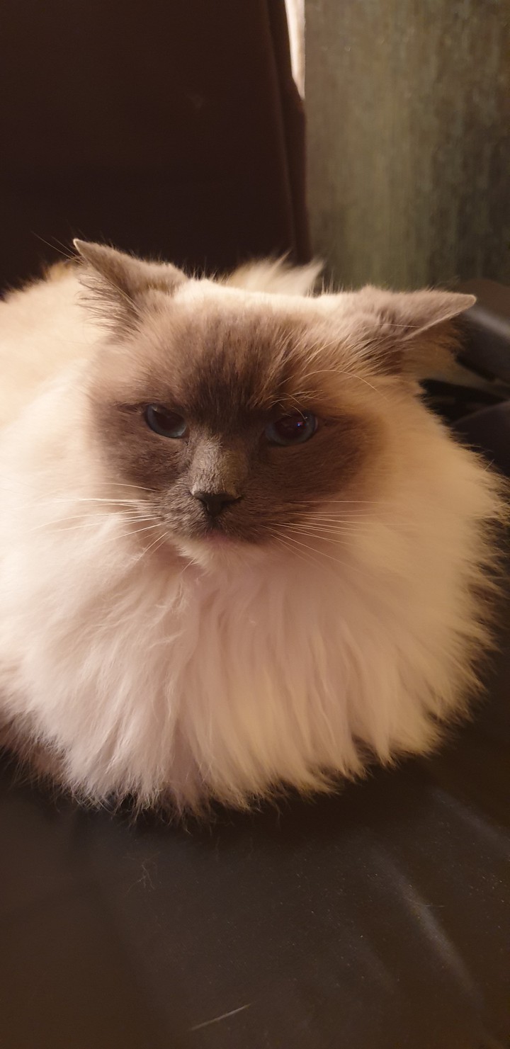 no treats look!!