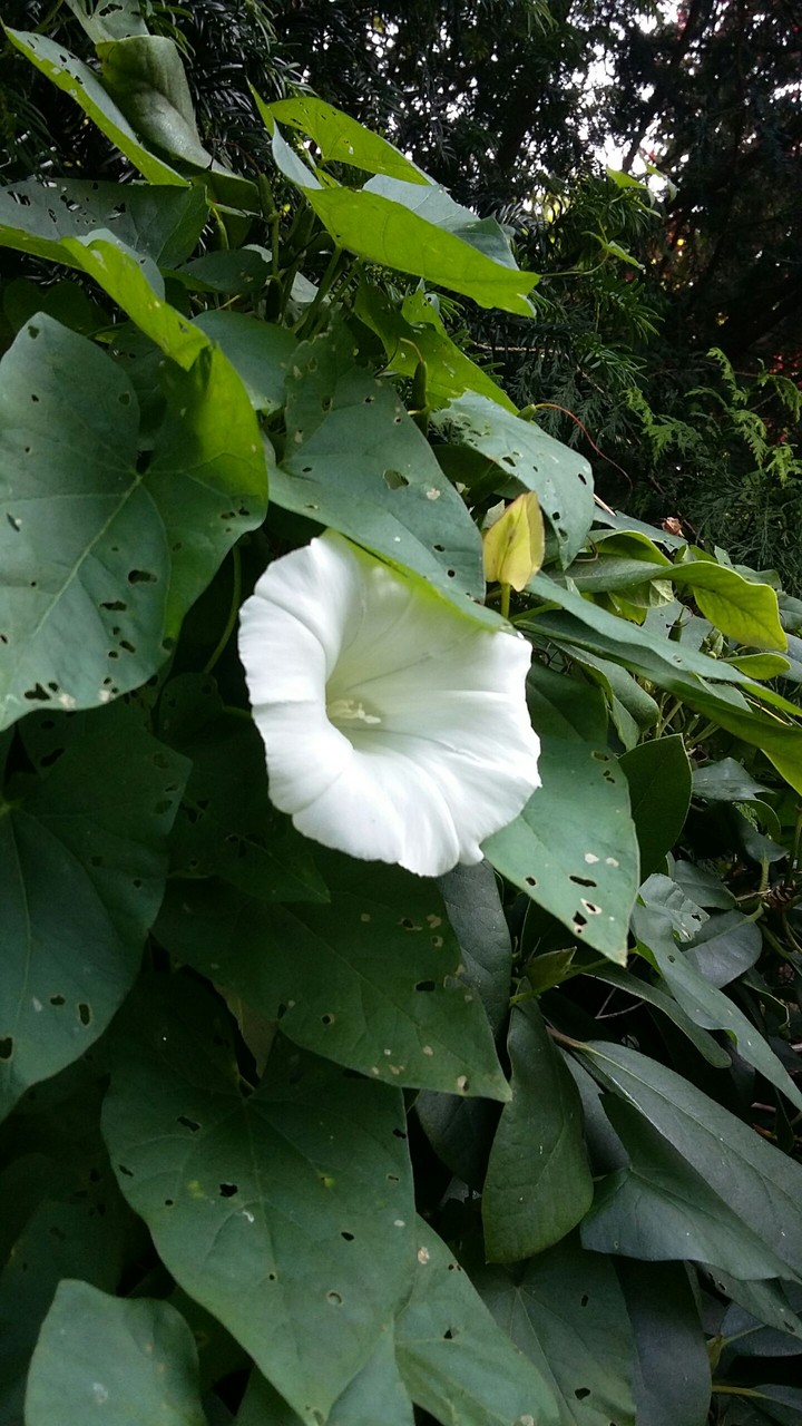 Weiße Blumen