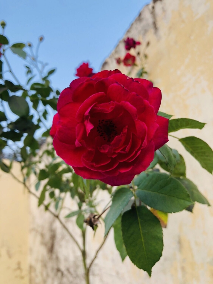 Beautiful Rose