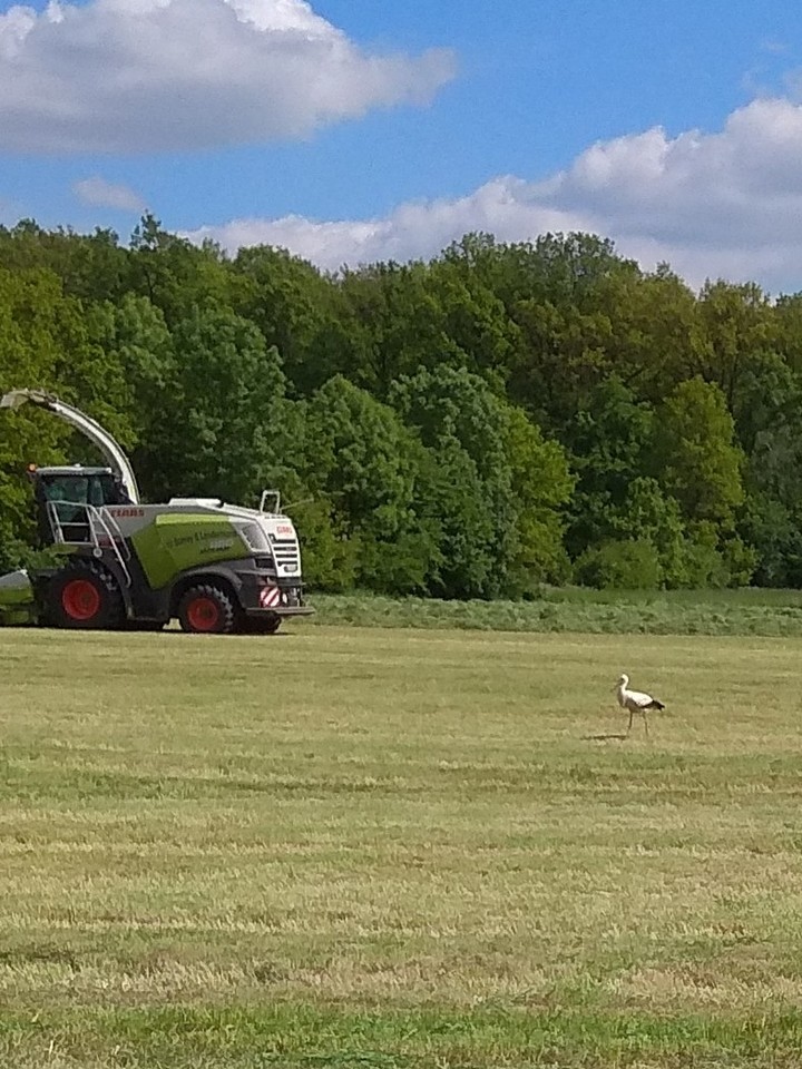 Storch und landmaschiene