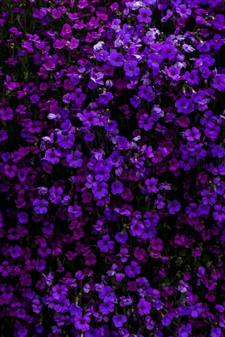 Lots of Purple