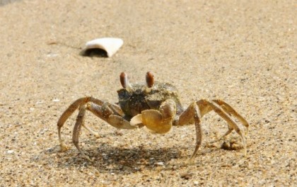 Ocypode stimpsoni