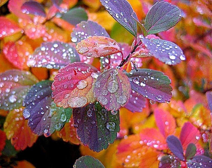 colourful leaves
