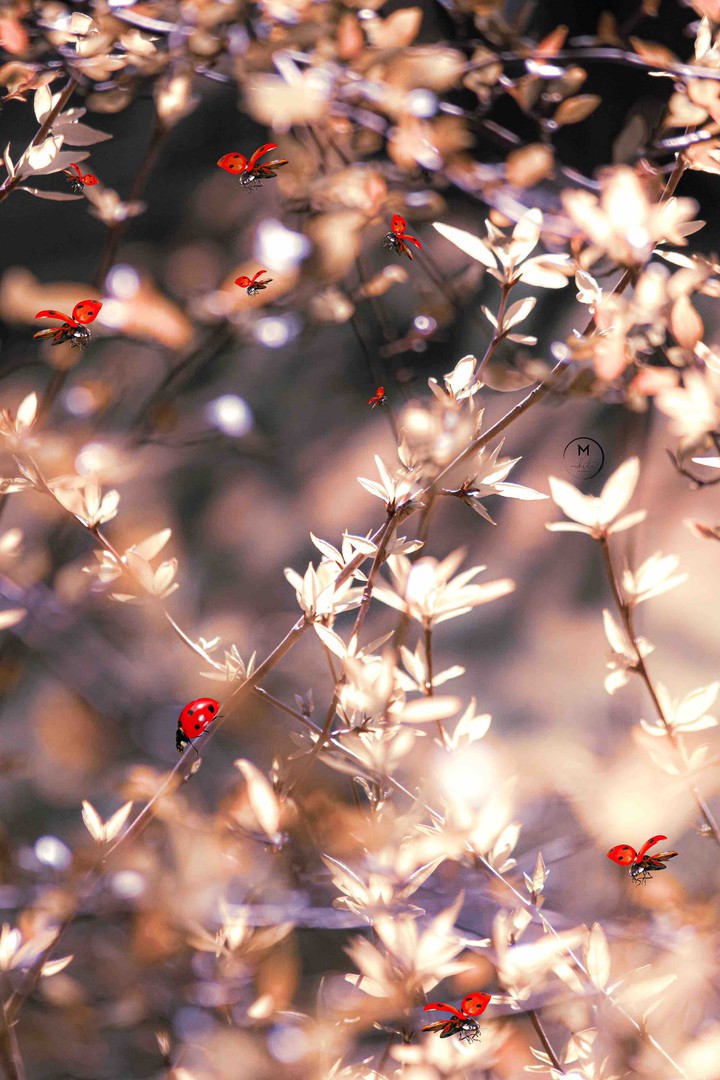 Ladybug