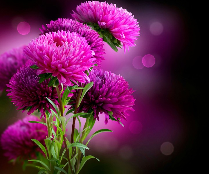 pink flowers