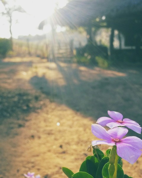 flores