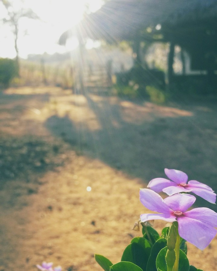 flores