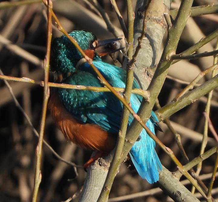 Kingfisher Feeding