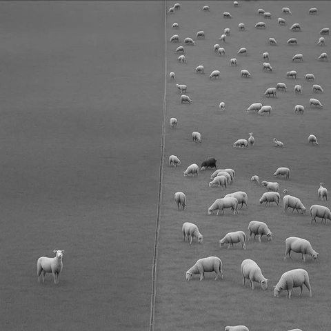 herd, grazing वॉलपेपर