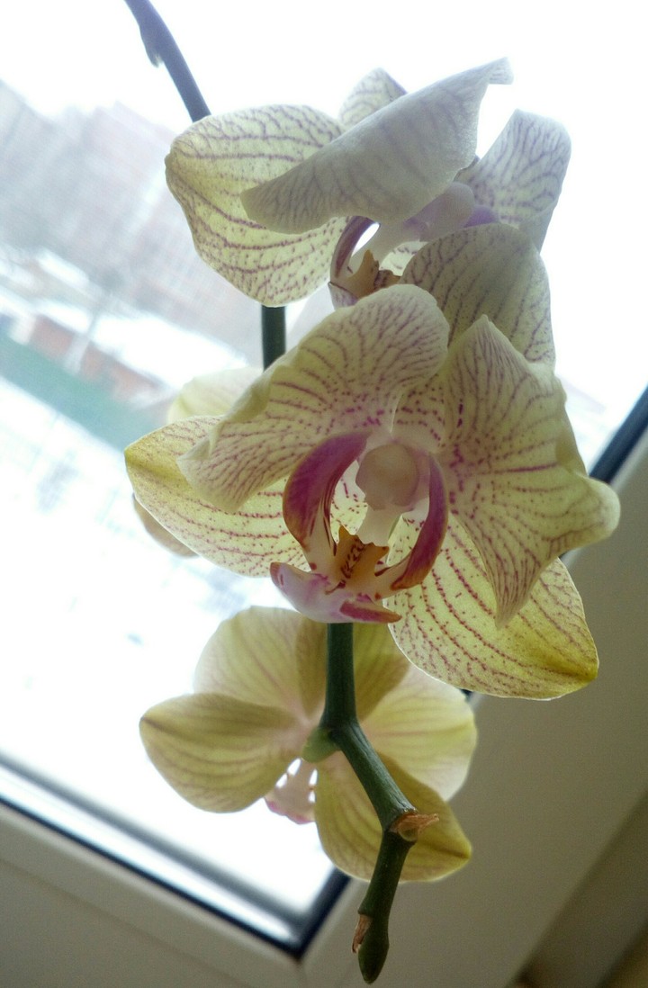Flower)
