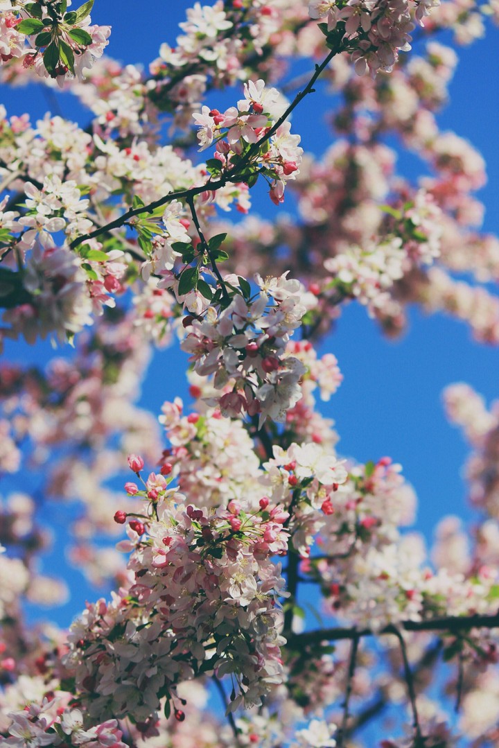 spring