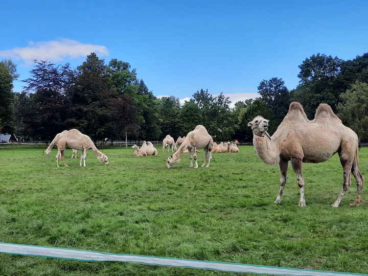 Zirkus im Park