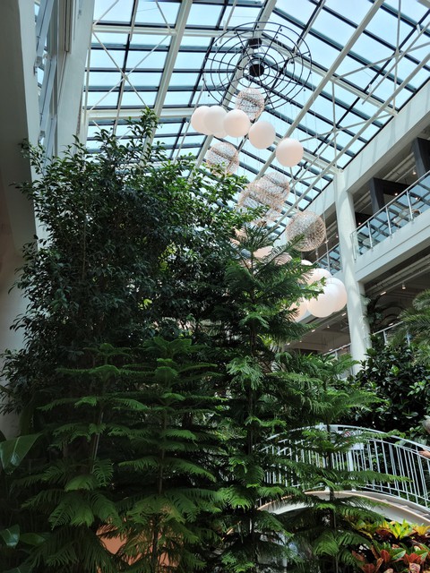 evergreen, botany háttérképek