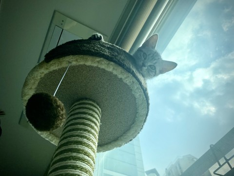 cat