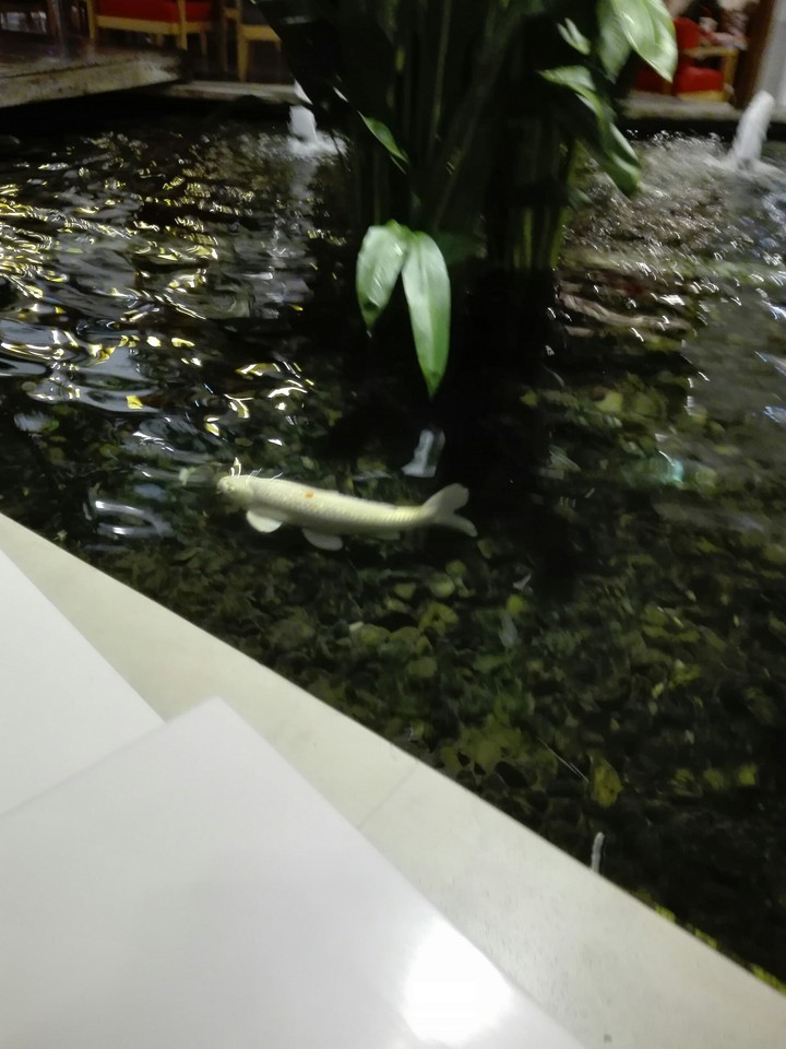 Large Koi