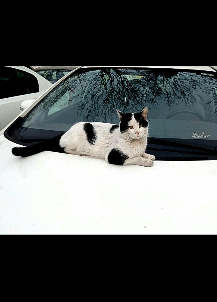 kedi