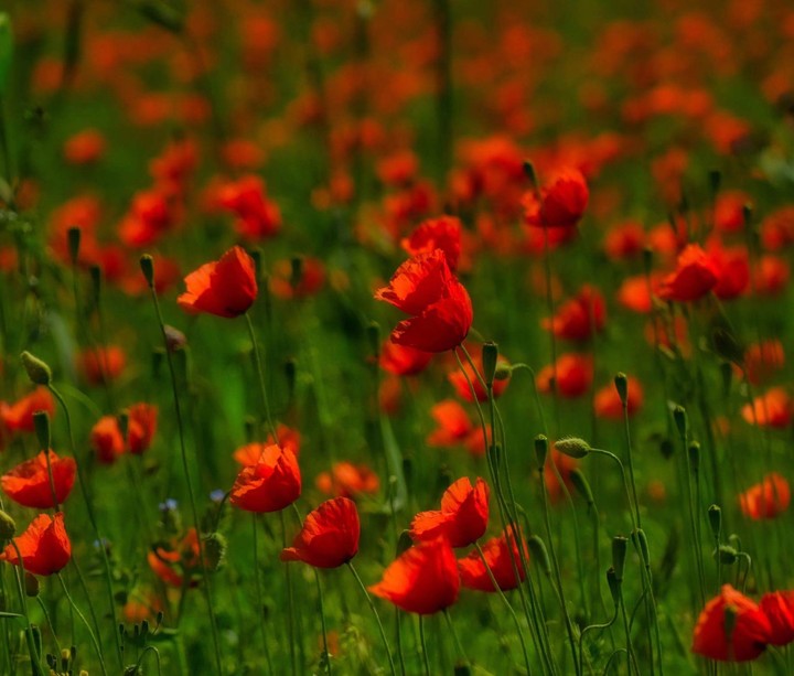 poppy fields