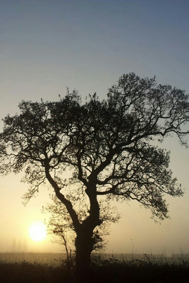 The Tree of Sunset