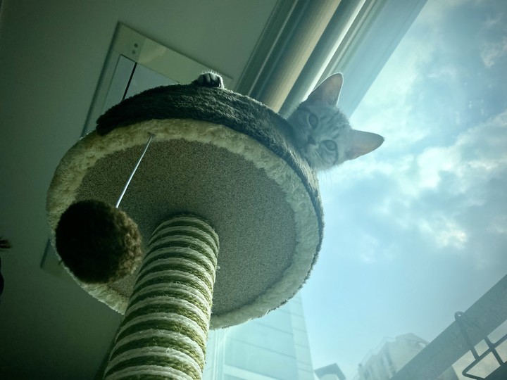 cat