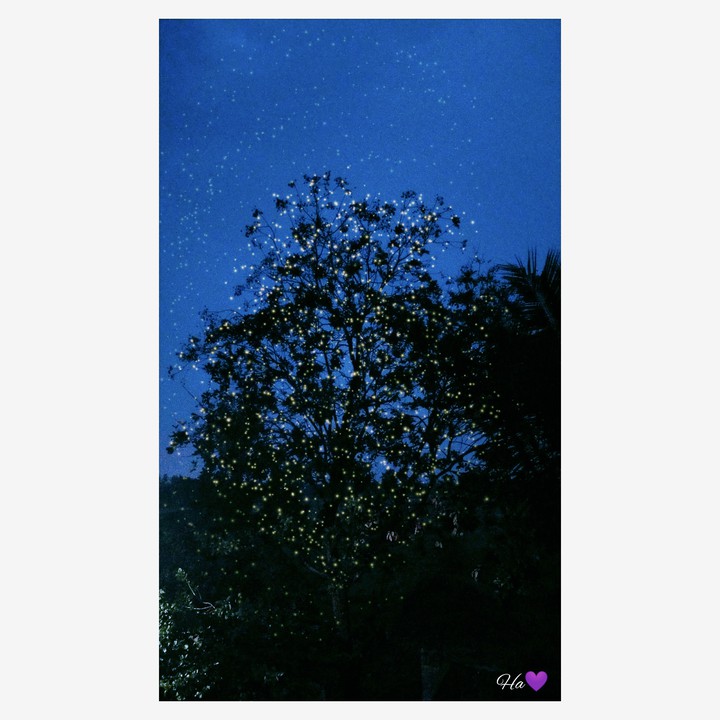 Fire fly's effect✨