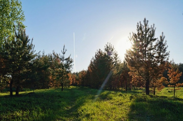 sunny forest