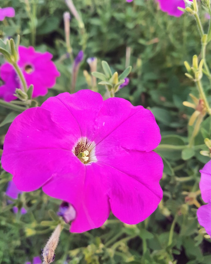 Pink Flower 