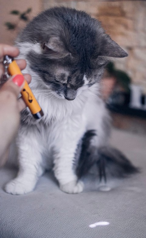 шпалери Paw, snout