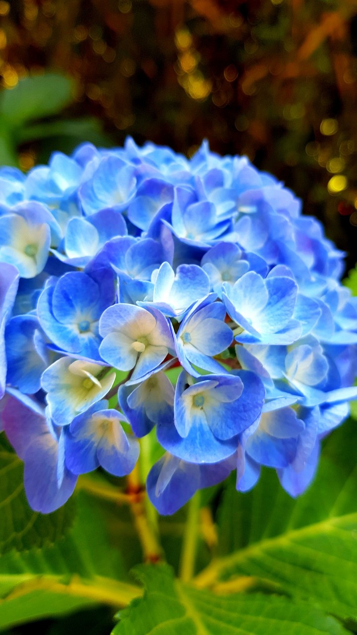 Hortensia