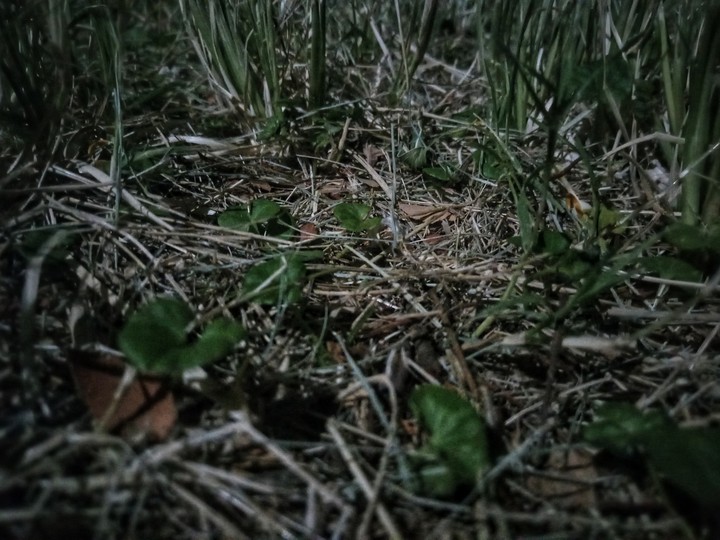 grass