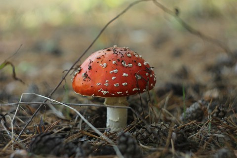 грибок